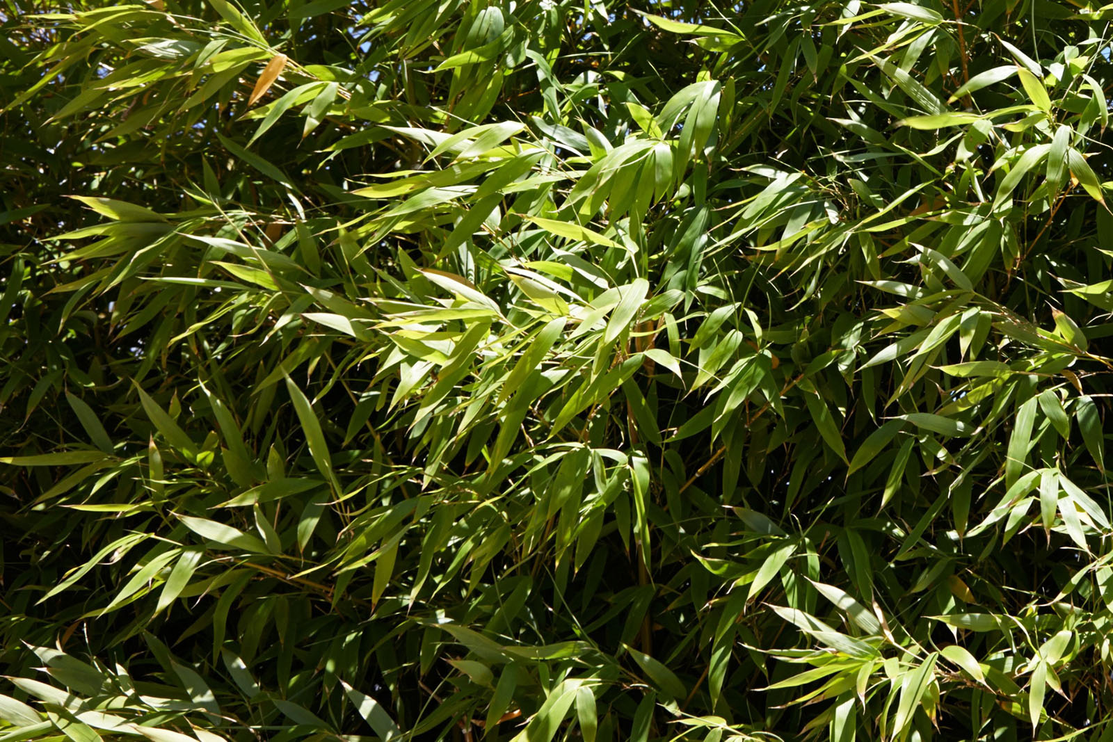 Bamboo, fast growing evergreen grass