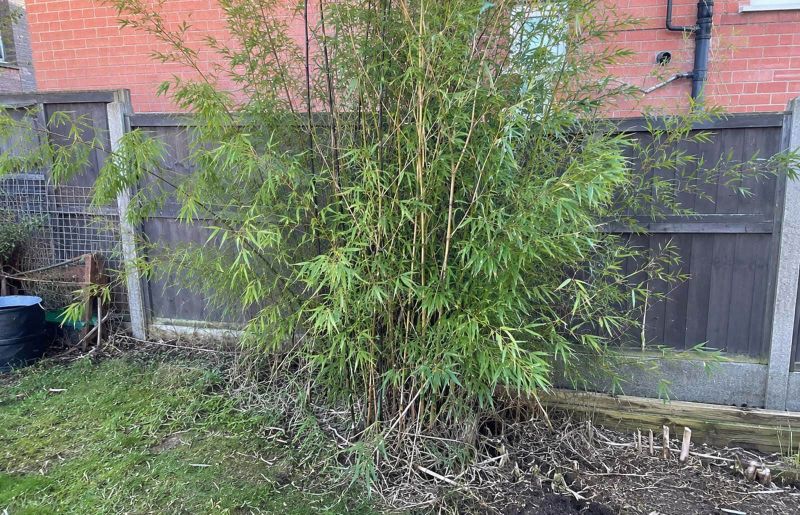 residential garden with bamboo