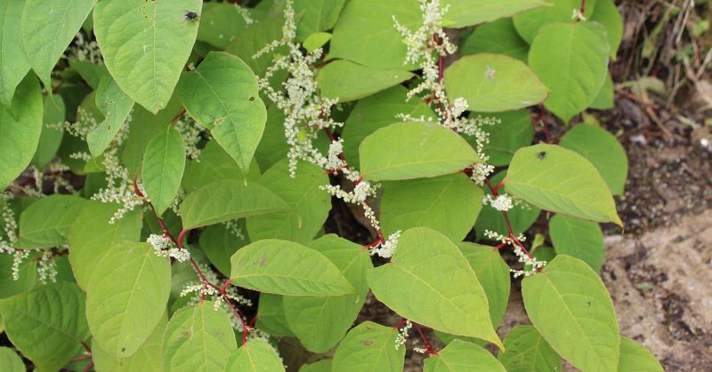 Japanese knotweed in bloom