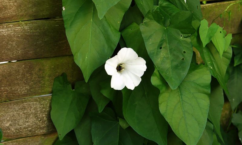 Bindweed, Bellbind, hedge bindweed, field bindweed, Convolvulus, Calystegia sepium, Convolvulus arvensis