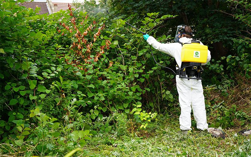 Tackling Japanese knotweed in Britain