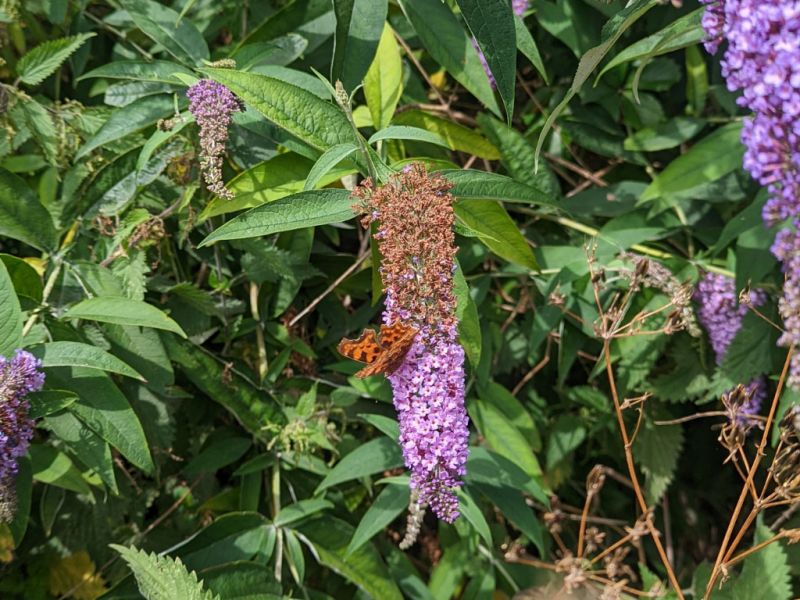 Buddleia, Buddleja - Invasive Species