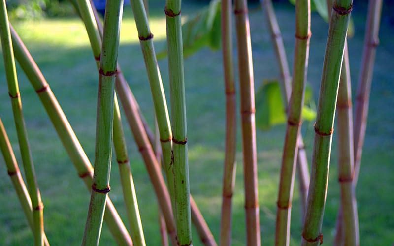 japanese knotweed growth