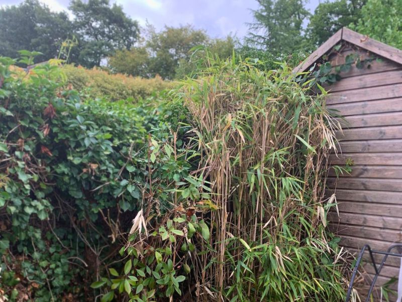 Can you remove bamboo yourself? 