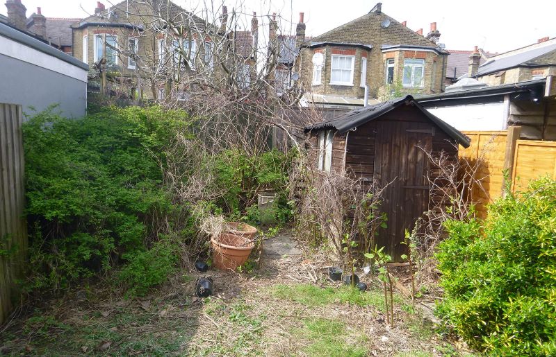 Garden infested with Japanese knotweed