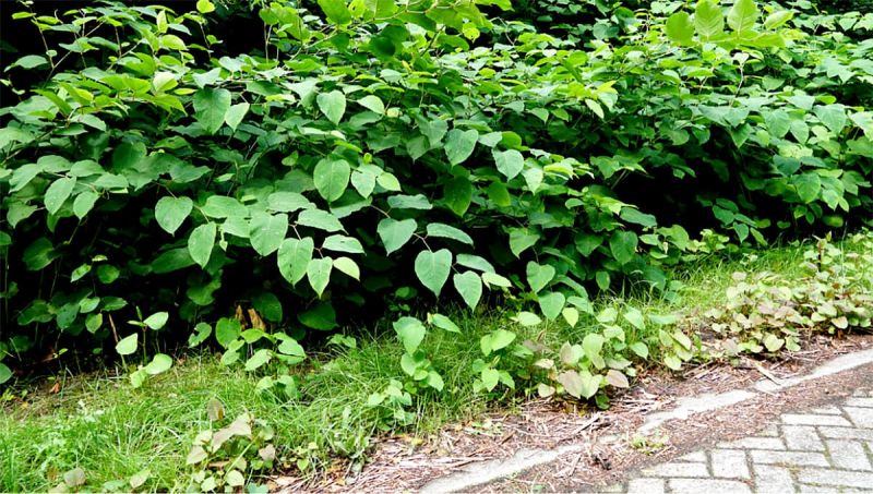 damage caused by Japanese knotweed 