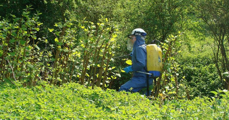 Spraying Japanese knotweed, herbicide treatment