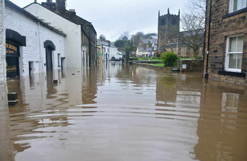 Flooding can spread Japanese knotweed