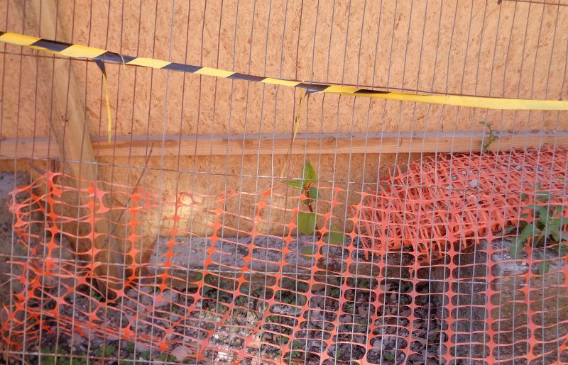 Cordoned off knotweed