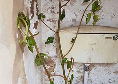 How to get rid of Japanese Knotweed | TCM Soil Solutions