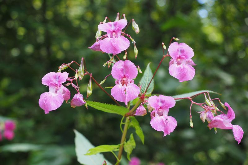 Himalayan Balsam invasive species in Wales