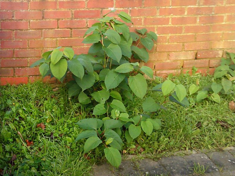 Japanese knotweed insurance coverage