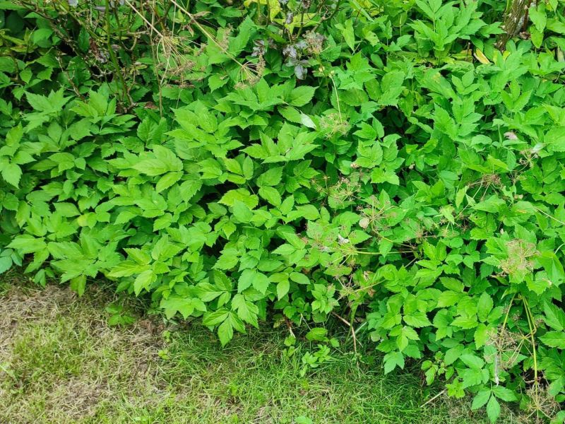 Ground Elder 