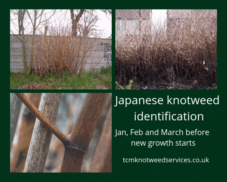 Japanese Knotweed Identification Early Spring | TCM Soil Solutions