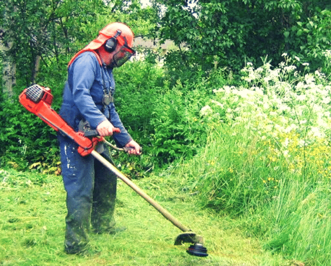 Strimming Japanese knotweed - that would be a no! 