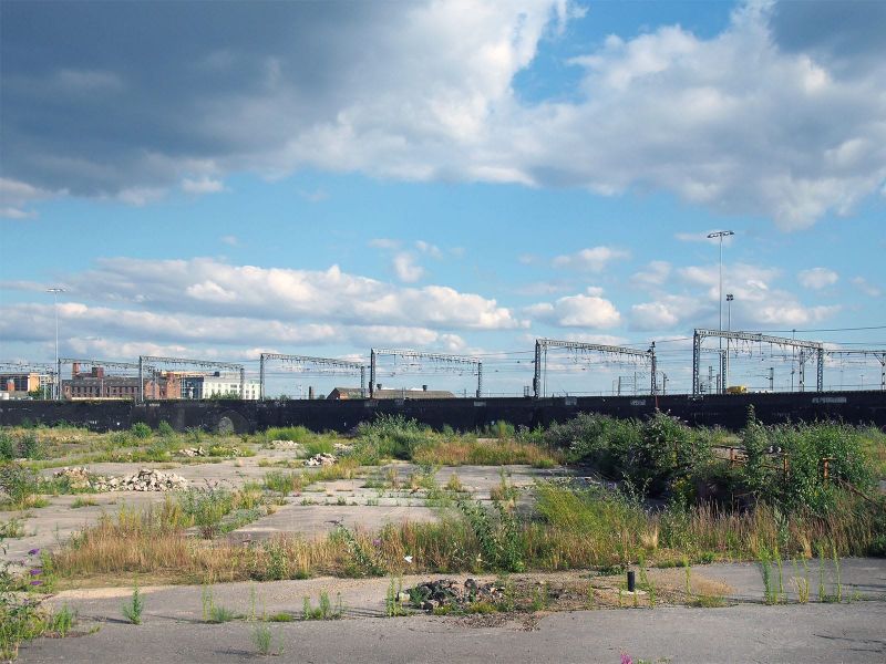 Commercial development site with Japanese knotweed