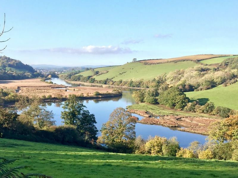 Japanese knotweed spring up by Devon's River Plym