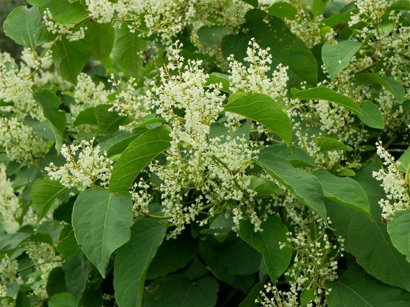 Know vine enemy - Japanese knotweed