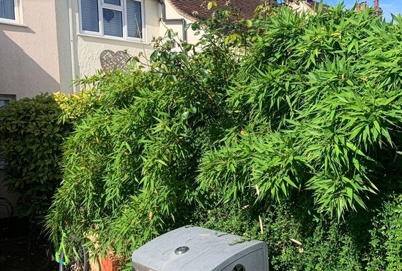 Bamboo Growth from Next Door's Garden