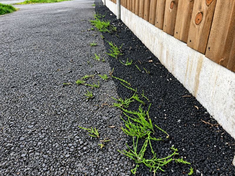 horsetail growth through tarmac