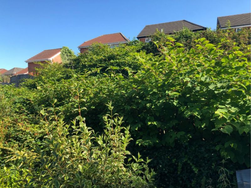 Japanese knotweed growth during UK heatwave