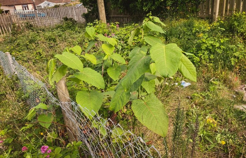 Example of Giant Knotweed