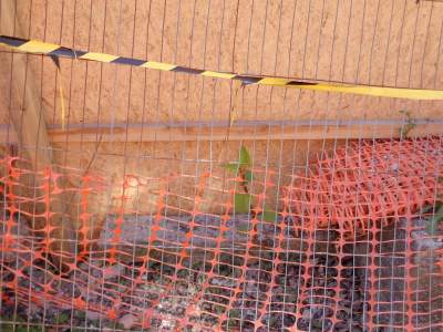 Cordoned off knotweed 