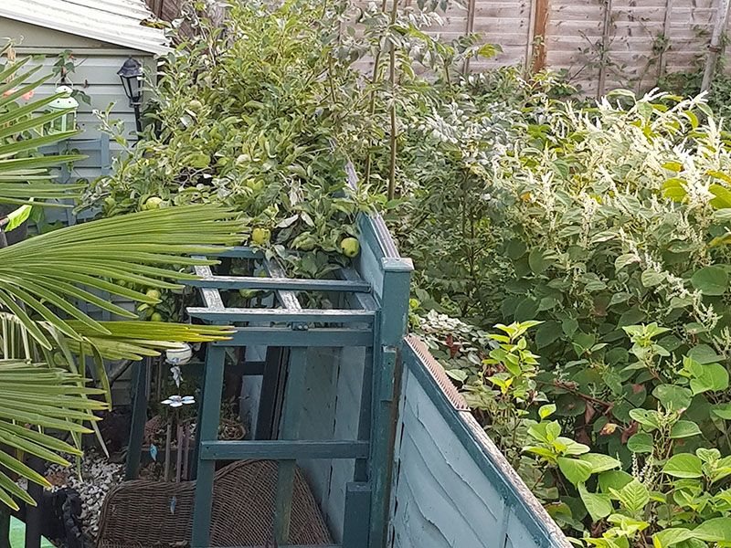 Japanese knotweed neighbours land