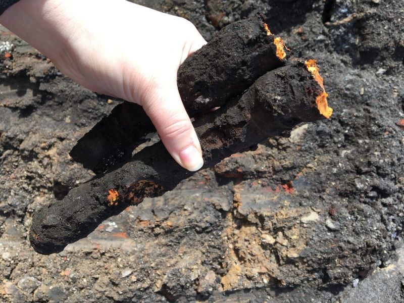 Large Japanese knotweed rhizome excavated from Kent estate.