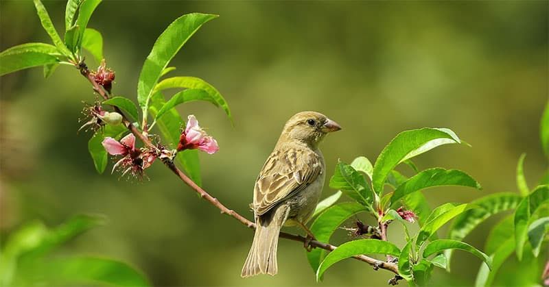 Other plants and wildlife negatively affected by Japanese knotweed