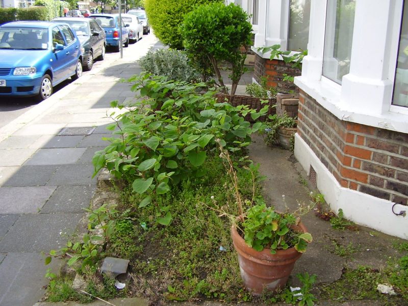 Japanese knotweed found in London garden. 