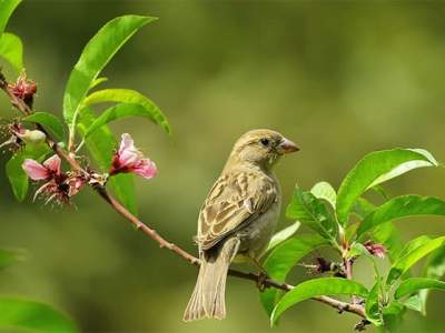 Other plants and wildlife negatively affected by Japanese knotweed